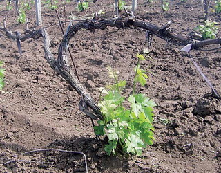 Старим виноградникам потрібна повна чи часткова реконструкція